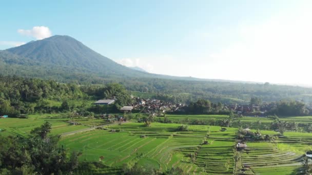 Luchtfoto in een prachtig landschap rijstveld op Jatiluwih Rice Terraces, Bali, Indonesië, inzoomend met een drone, boven rijstterrassen in zonnig rijstveld. 4k-beelden. — Stockvideo