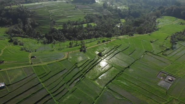 Ris Terrass Flygfoto från drönare flyger runt. Abstrakta geometriska former av jordbruksskiften i grön färg fält och träd i Jatiluwih Rice Terraces, Bali, Indonesien. — Stockvideo