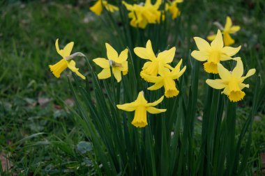 Sarı Narcissus, yeşil çimlerin arka planında bahar parklarının ve meydanlarının dekorasyonu. Manzara tasarımında nergisler kullanılır. Kapat.