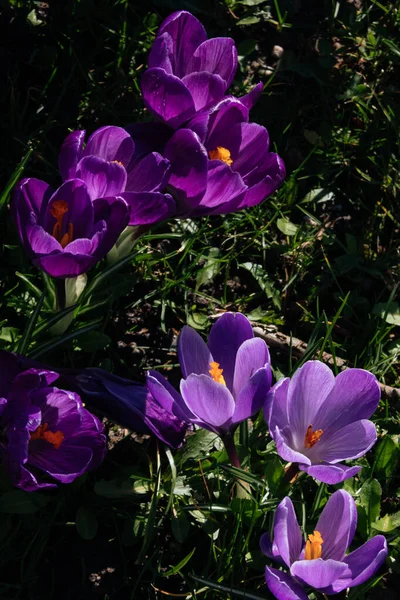 Leuchtend violette und weiße Krokusblüte mit gelber Mitte im grünen Gras. Nahaufnahme Osterfrühling erste Blumen im Park. — Stockfoto