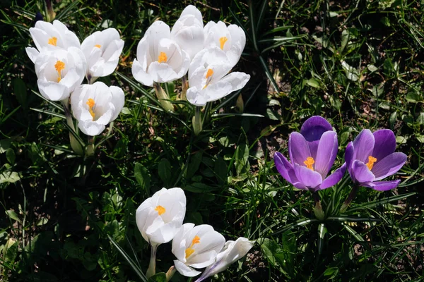 Leuchtend violette und weiße Krokusblüte mit gelber Mitte im grünen Gras. Nahaufnahme Osterfrühling erste Blumen im Park. — Stockfoto