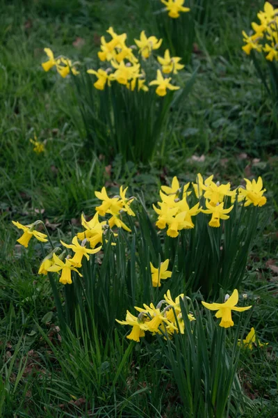 Yellow Narcissus op een groene gras achtergrond-decoratie van de lente parken en pleinen. narcissen gebruikt in landschapsontwerp. Sluiten. — Stockfoto