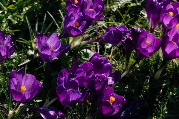 Fleur de crocus violet vif au milieu jaune dans l'herbe verte. Fermer Pâques Printemps premières fleurs dans le parc . — Photo