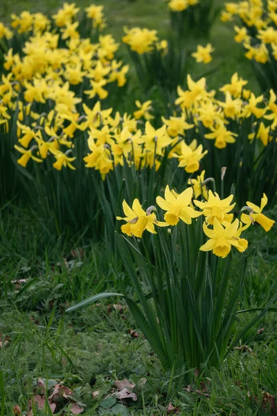 Blommor av en narcissus med kronblad av gula färger på en grön bakgrund av blad. Fält med färska vackra påskliljor på solig dag. — Stockfoto