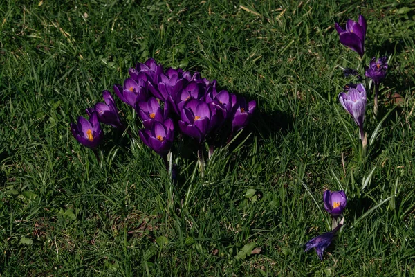 Sluit violette krokus in het park. Helder Pasen Voorjaar eerste bloemen in groen gras. — Stockfoto