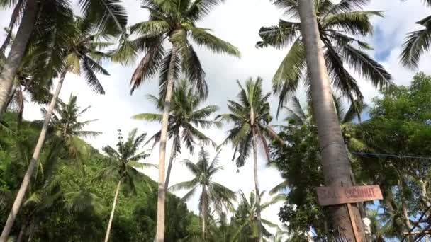 青い空に対するヤシの木。木製のネームプレート販売のためのココナッツ。旅行休暇自然コンセプト。熱帯雨林の背景を見上げましょう。4K Steadicamの映像。インドネシアのヌサペニダ. — ストック動画