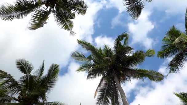 Palmeras contra el cielo azul. Viajes Concepto Naturaleza Vacaciones. Mira hacia arriba Vista en el fondo del bosque tropical. 4K Steadicam Filmación. Nusa Penida, Indonesia . — Vídeo de stock