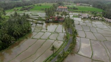 Pirinç Terası üzerinde suyla uçan İHA 'nın hava görüntüsü. Yeşil renkli alanlardaki tarım paketlerinin soyut geometrik şekilleri, Ubud, Bali, Endonezya kırsallarındaki palmiye ağaçları ve yollar.