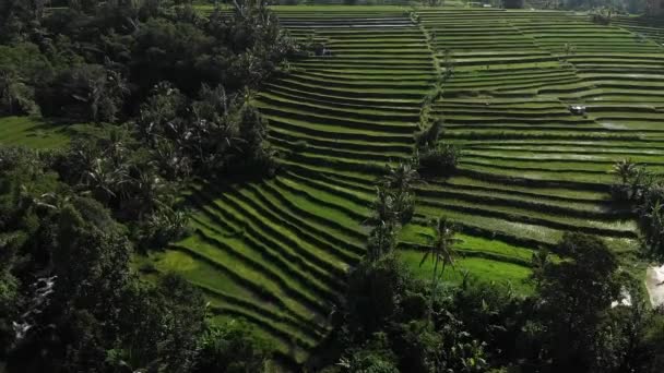 Vuelo aéreo de aviones no tripulados subir Ver en el campo de arroz en Jatiluwih Rice Terrazas, Bali, Indonesia, por encima de las terrazas de arroz en el campo de arroz de día soleado. Imágenes 4K . — Vídeo de stock