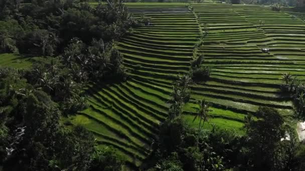 Aerial Drone Flight go up View in rice field on Jatiluwih Rice Terraces, Μπαλί, Ινδονησία, πάνω από ταράτσες ρυζιού σε ηλιόλουστη μέρα ορυζώνες. Βίντεο 4K. — Αρχείο Βίντεο