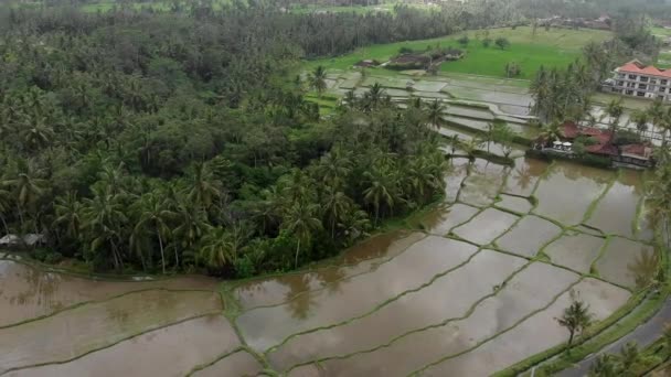 Luchtfoto vanaf drone vliegend over Rice Terrace met water, palmbomen en weg met motoren op het platteland en huizen in Ubud, Bali, Indonesië. — Stockvideo