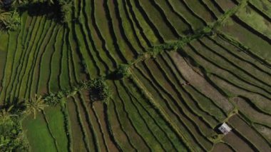 Jatiluwih Rice Terasları, Bali, Endonezya 'da, pirinç tarlalarının üzerindeki pirinç tarlalarının üzerinde insansız hava aracı ile zumlanan muhteşem bir manzara pirinç tarlasında. 4k görüntü.
