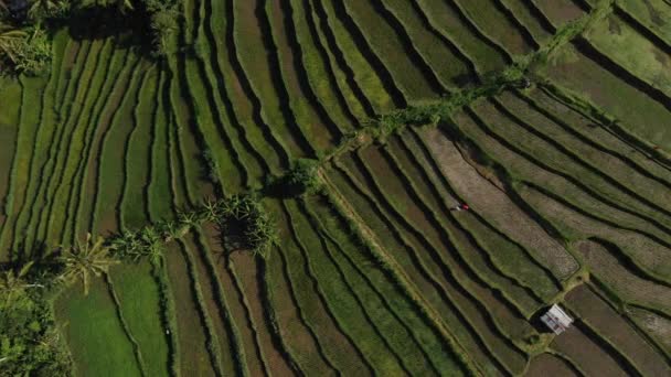Vídeo aéreo em um incrível campo de arroz paisagem em Jatiluwih Rice Terraces, Bali, Indonésia, zoom para baixo com um drone, acima de terraços de arroz em campo de arroz dia ensolarado. Filmagem 4K . — Vídeo de Stock
