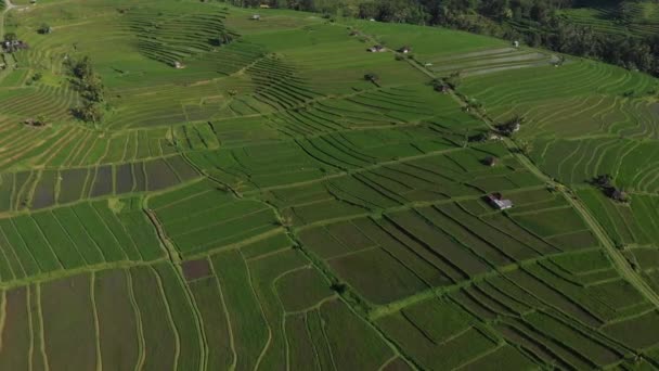 Luchtfoto in een prachtig landschap rijstveld op Jatiluwih Rice Terraces, Bali, Indonesië, met een drone, boven rijstterrassen in zonnig rijstveld. 4K-beelden. — Stockvideo