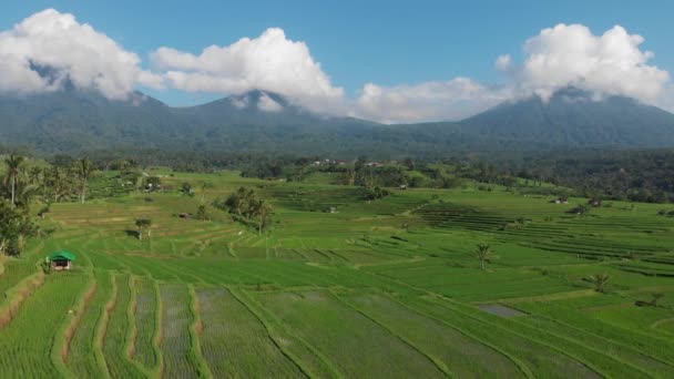 Utsikt over risterrasse. Flyr over Jatiluwih rismark. Dronen går opp. Bali i Indonesia – stockvideo