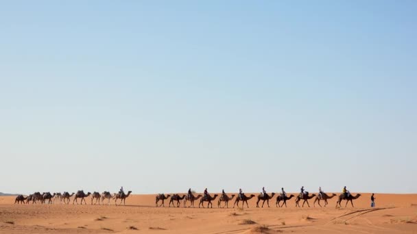 Sahra çölünde deve kervanı gün batımında ve mavi gökyüzü arka planında, Fas 'ta. Turistler kum tepelerinde deveye binerler. Çöl konvoyunda deve sahipleri — Stok video