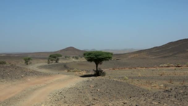 Покинуті дерева на дорозі посеред пустелі Мерзуга (Марокко). — стокове відео