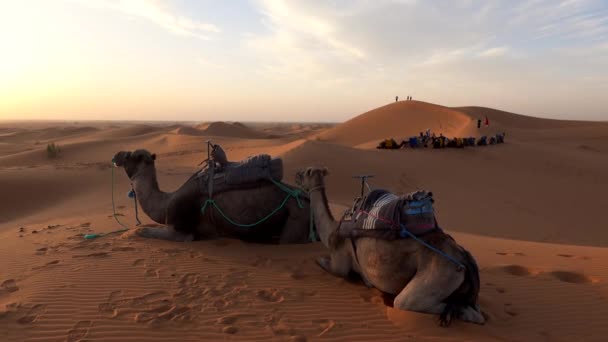 Караван из двух верблюдов, сидящих на песке для отдыха в пустынных дюнах Сахары в лучах заката, Марокко. Прекрасный пустынный пейзаж песчаных дюн — стоковое видео