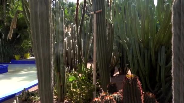 Голубой фонтан в саду Jardine Majorelle в Марракеше, Марокко, Африке, волшебный сад Yves Saint Laurent, цветы на фоне кактусов — стоковое видео