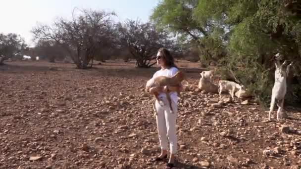 Femme touristique tenant sur les mains des bébés chèvres près de l'Argan mangeant des branches au Maroc . — Video