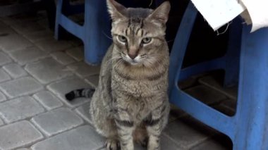 Gri bir sokak tekir kedisi Fas 'ta pazarda gölgede oturuyor, yavaş çekimde, yakın çekimde.