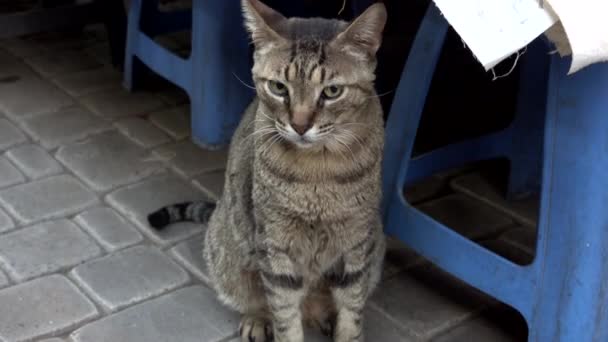 在摩洛哥市场的阴影下，一只灰色街道上的胖乎乎的猫坐在路上，慢吞吞地走着，关门了 — 图库视频影像