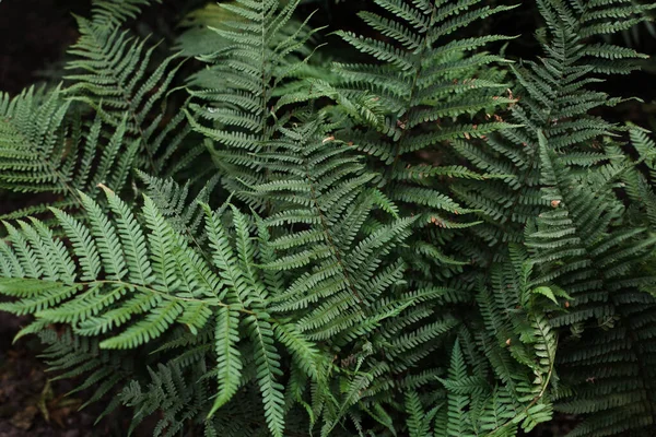 Perfect Natural Fern Pattern Beautiful Background Made Young Green Fern — Stock Photo, Image