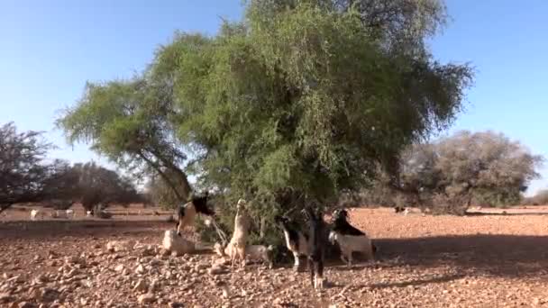 Ağaca tırmanan bir grup keçi Fas 'taki Argan ağacının dallarından yaprak yiyor. Ziyaret için turistik bir yer — Stok video