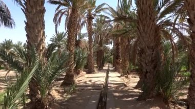Çöl Merzouga 'da yeşil vaha, Sahra Çölü. Gök yüzünde hurma dalları.... 