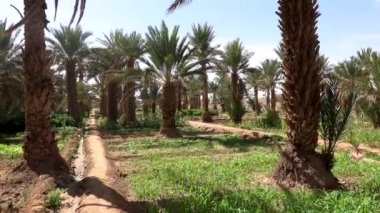 Çöl Merzouga 'da yeşil vaha, Sahra Çölü. Palmiye ağaçları, tarım arazileri ve bitki yetiştirmek için sebze bahçesi.