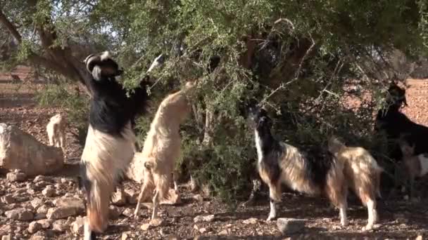 Ağaca tırmanan keçi sürüsü Fas 'taki Argan ağacının dallarından yaprak yiyor. Ziyaret için turistik bir yer — Stok video