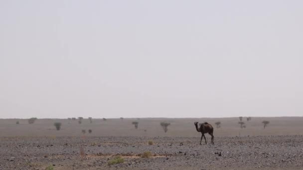 Vild brun kamel ensam betande i svart öken i Sahara, Marocko — Stockvideo