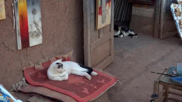 Fehér macska feküdt piros szőnyegen, pihentető az árnyékban az üres piaci standon Marokkóban, Ait Ben Haddou — Stock videók