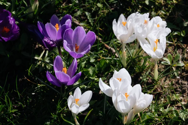 Ljust Lila Och Vit Krokus Med Gul Mitt Grönt Gräs — Stockfoto