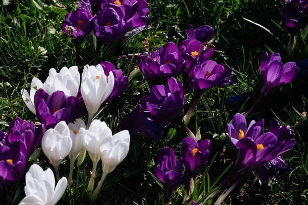 Fondo Pantalla Primavera Con Cocodrilo Púrpura Blanca Parque Primavera Pascua — Foto de Stock