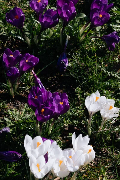 Gros Plan Crocus Violet Blanc Dans Parc Printemps Pâques Lumineux — Photo