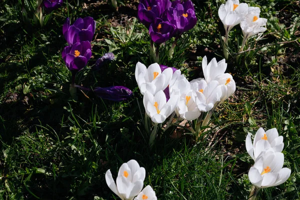 Lila Und Weiße Krokusse Aus Nächster Nähe Park Heller Osterfrühling — Stockfoto