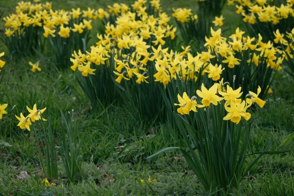 Gula Narcissus Grön Gräs Bakgrund Dekoration Vårparker Och Torg Påskliljor — Stockfoto