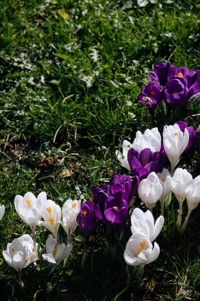 Sluit Paarse Witte Krokus Het Park Helder Pasen Voorjaar Eerste — Stockfoto
