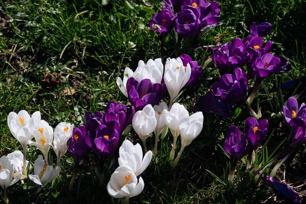 Frühling Tapete Mit Lila Und Weißen Krokussen Park Heller Osterfrühling — Stockfoto