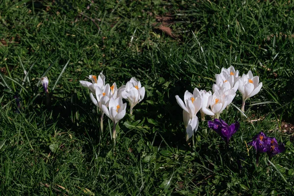 Close Purple White Crocus Park Bright Easter Spring First Flowers — Stock Photo, Image