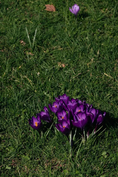 Lila Krokusse Aus Nächster Nähe Park Heller Osterfrühling Erste Blüten — Stockfoto