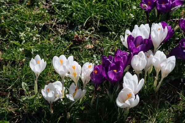 Frühling Tapete Mit Lila Und Weißen Krokussen Park Heller Osterfrühling — Stockfoto