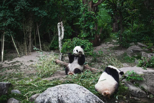 Dois Urso Panda Gigante Faminto Ailuropoda Melanoleuca Comendo Folhas Bambu — Fotografia de Stock