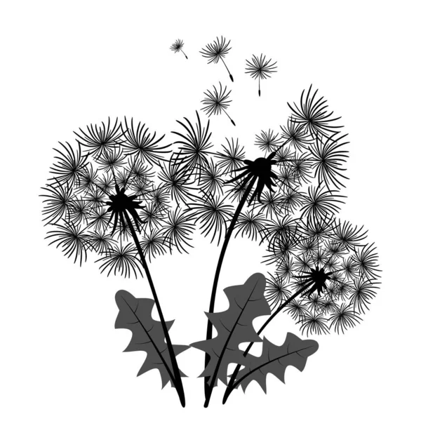 민들레 꽃 세 송이로 된 꽃다발. 검은 흰색 삽화. 디자인, 옷, 패션 요소, 알레고리를 위한 꽃의 단면입니다. 검은 바탕에 검정 색 그림이 그려져 있다. 가정의 장식 — 스톡 벡터