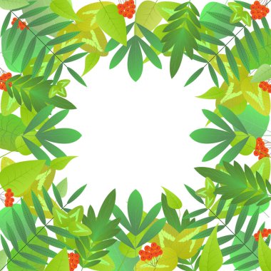 Farklı türde ağaçların yeşil yapraklarından oluşan kare bir çerçeve ve beyaz arka planda bir demet Rowan. Maskenin altındaki yapraklar ayrı olarak kullanılabilir. Reklam kartı ya da davetiye için boş. Vektör