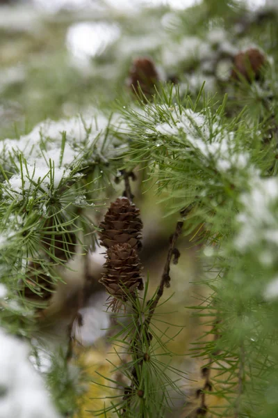 Karla kaplı yeşil köknar dalları. Noel ve kış manzarası. Doğal kış geçmişi. Yeni yıl konsepti.