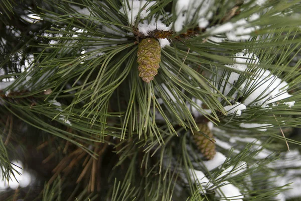 Karla kaplı yeşil köknar dalları. Noel ve kış manzarası. Doğal kış geçmişi. Yeni yıl konsepti.