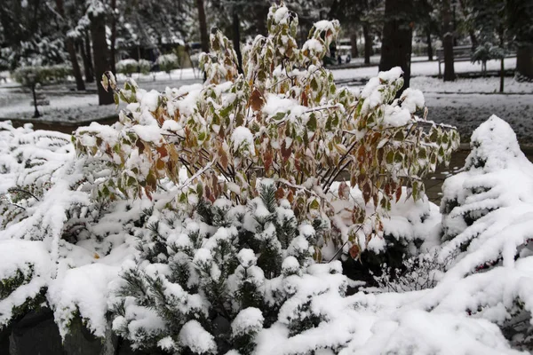 Çalıların yaprakları kırmızı sarı yeşildir. İlk kar. Kasım. Sonbahar arkaplanı. Sonbahar. Güzellik. 