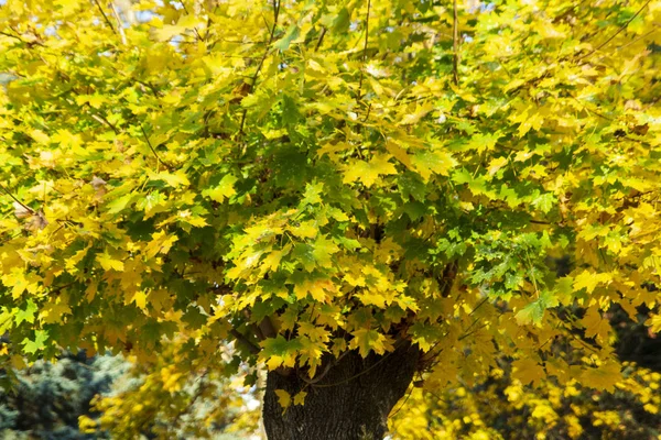 秋の公園公園の路地 秋の街で 公園内の黄金の木 — ストック写真